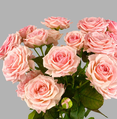 Нежно-розовая кустовая роза